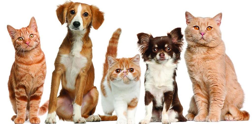 Доска объявлений о животных | ЗооТом - продажа, вязка и услуги для животных в Починках