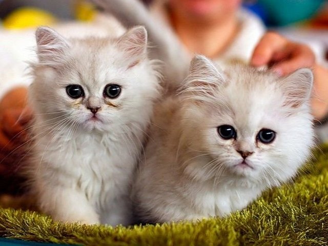 Породы кошек в Починках | ЗооТом портал о животных