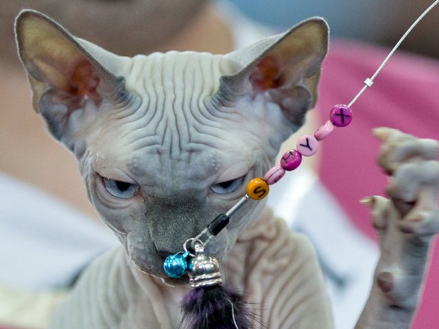 Выставки кошек в Починках | ЗооТом портал о животных