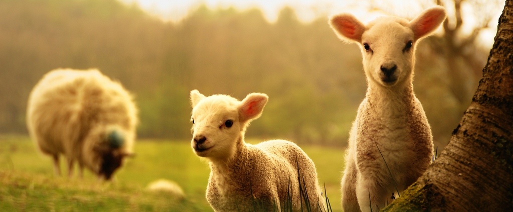 Объявления о сельскохозяйственных животных | ЗооТом - продажа, вязка и услуги для животных в Починках