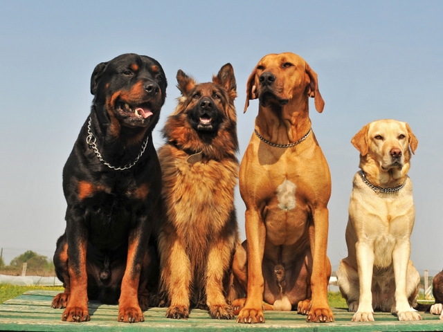 Крупные породы собак в Починках | ЗооТом портал о животных